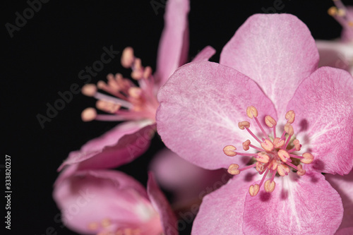 Cherry Tree Flowers Blooming in Spring