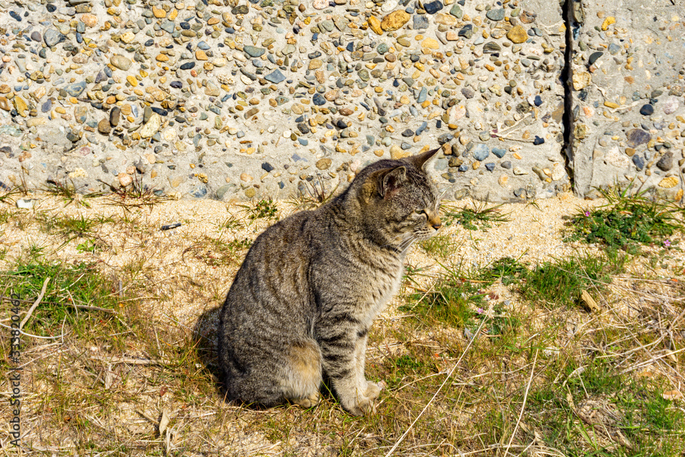 Obraz premium 猫の視線 (日本 - 香川 - 女木島)