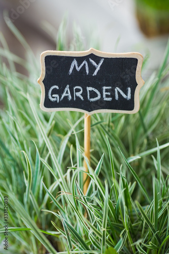 Written on a black chalkboard - My Garden. Selective focus with shallow depth of field. Perennial decorative cereal for growing in the garden.