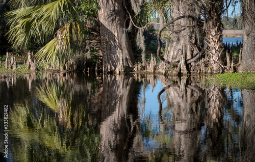Trees reflected in a swamp in South Carolina, with a squirrel hiding in the bottom of the vines forming a circle.