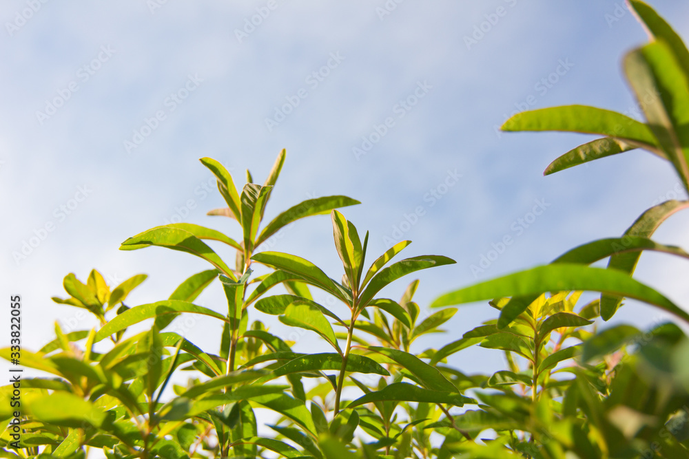 Tender shoots and branches with green leaves on a background of blue sky Tender shoots and branches with green leaves on a background of blue sky