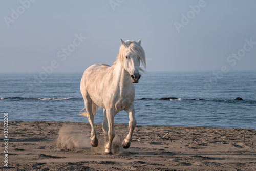 Beautiful white stallion running on the beach  kicking up sand.