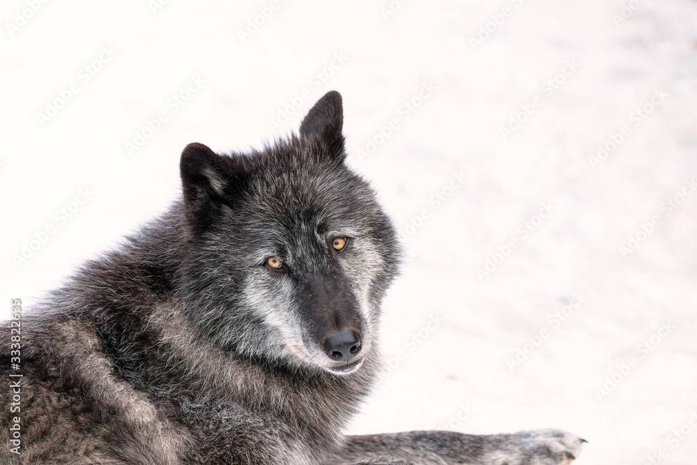Close up of a black timber wolf in the snow.