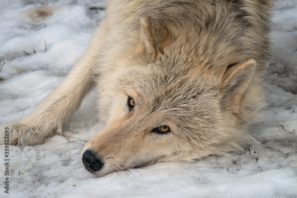 Close up of a timber wolf rolling in the snow.