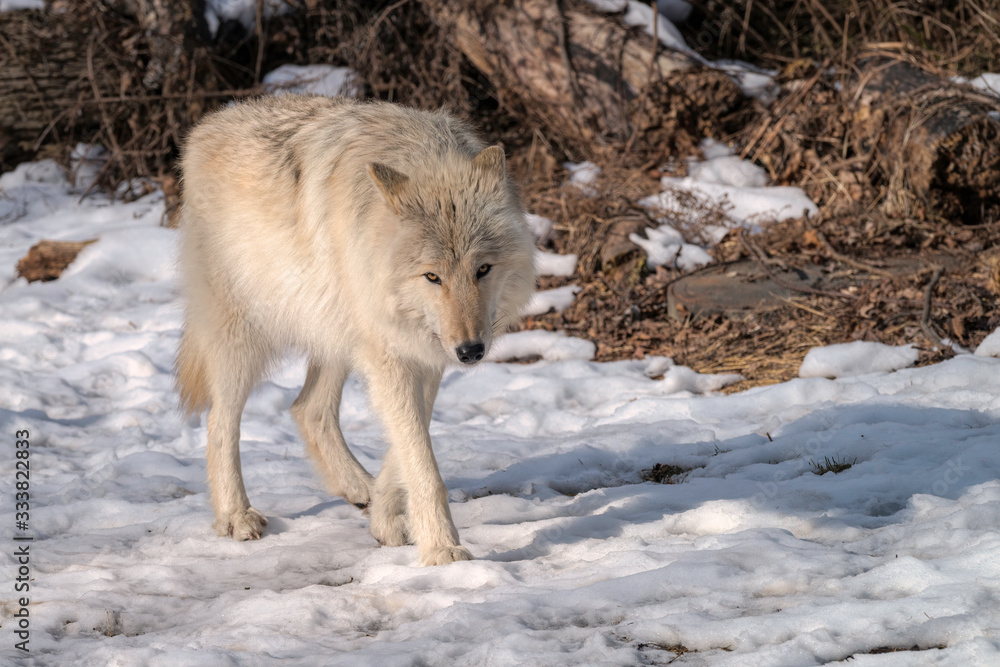 Obraz premium A white timber wolf in the snow