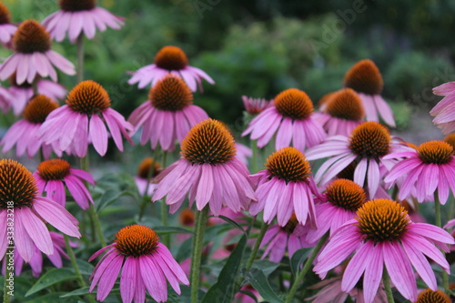 Colorful coneflowers (Echinacea purpurea) with a green garden soft-focused in the background. photo
