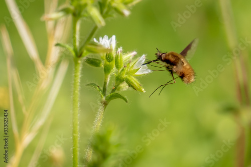 A greater bee fly retrieving nectar from s chickweed bloom in early spring. Crowder Park, Apex, North Carolina. © Samuel