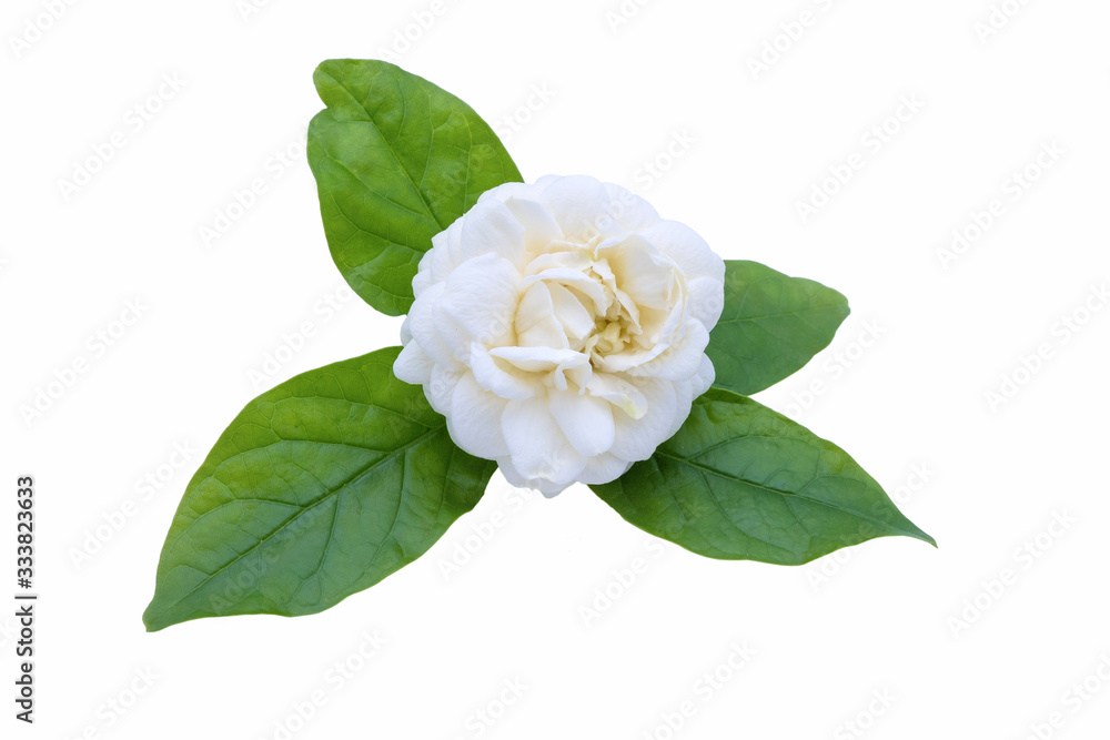 Naklejka premium Blossom jasminum sambac flower isolated on white background.