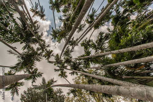 A beautiful shot of a trees from the bottom up against the sky  Low angle shot.