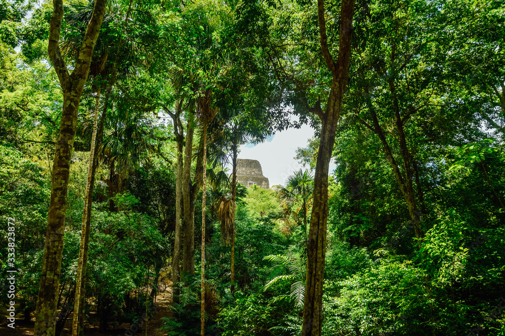Fototapeta premium Tikal Archaeological National Park.