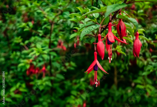 red pepper in the garden