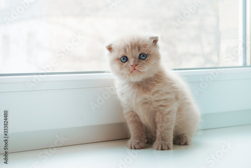 Small beautiful blonde kitten with blue eyes sits on the window