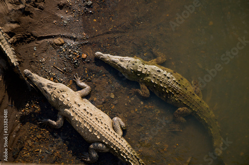 Crocodiles in their natural habitat, Tarcoles River, Costa Rica.