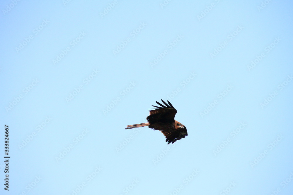 Obraz premium トビ49