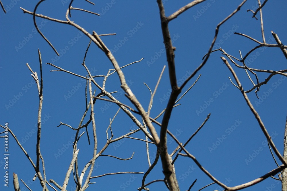 Dry branches contrasting with the blue sky. Dry branches contrasting with the blue sky.