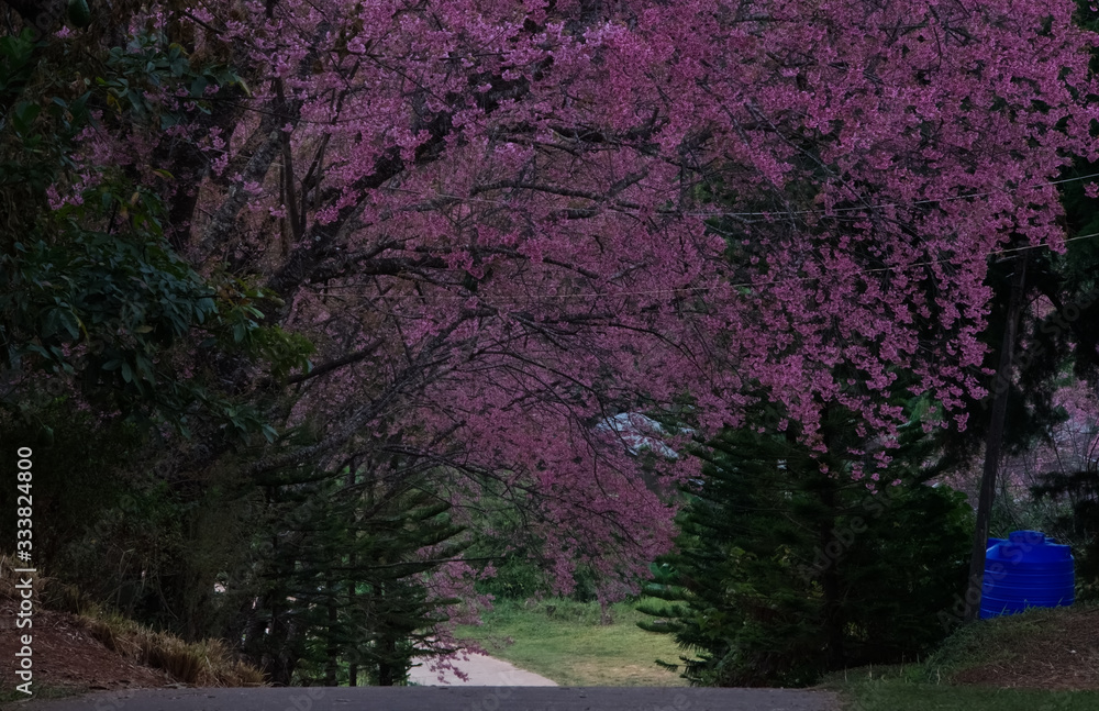 Luscious pink Wild Himalayan tunnel Luscious pink Wild Himalayan tunnel