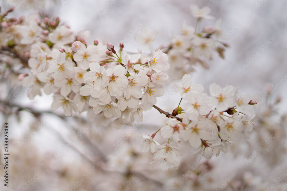 桜玉