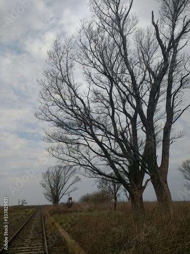 Wallpaper Mural tree at sunset Torontodigital.ca