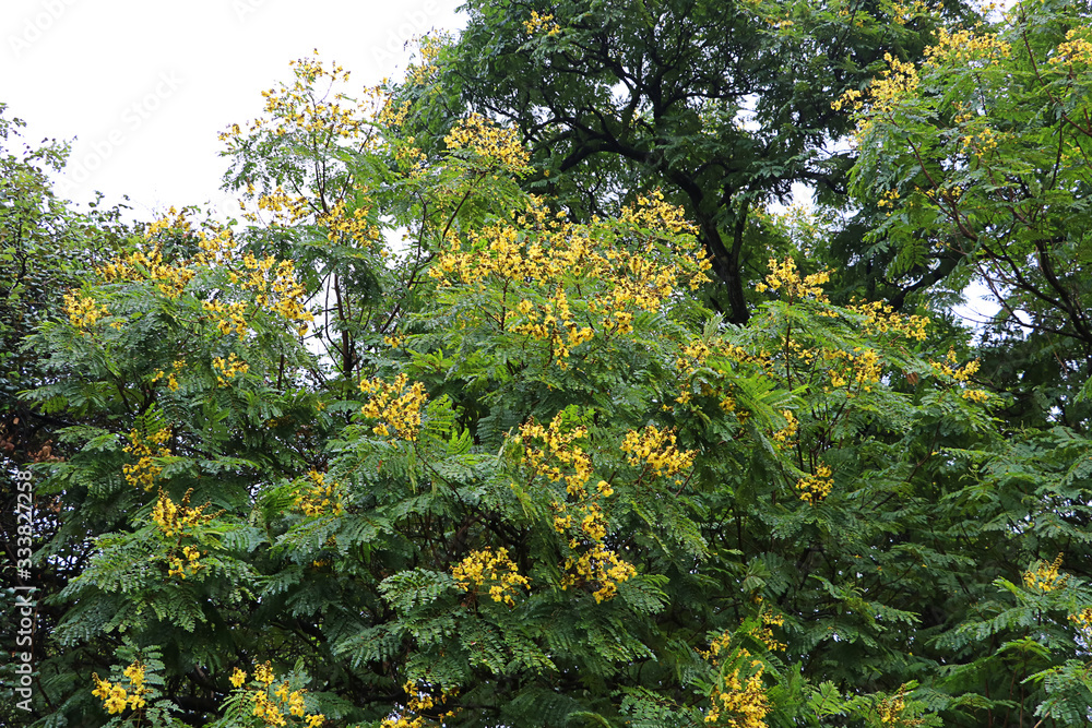 Burma padauk tree in the park, Tropical garden in Asia, Beautiful yellow flower Burma padauk tree in the park, Tropical garden in Asia, Beautiful yellow flower