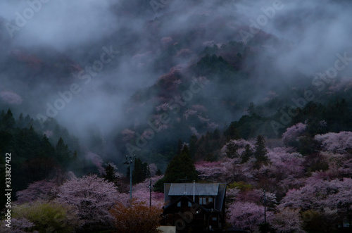 霧と桜