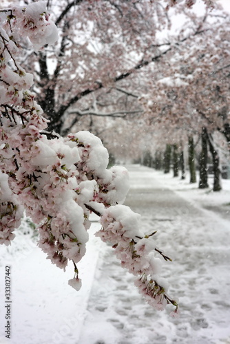 Tokyo,Japan-March 29, 2020: Tunnel of Cherry blossom trees in full bloom in heavy snow in Tokyo.