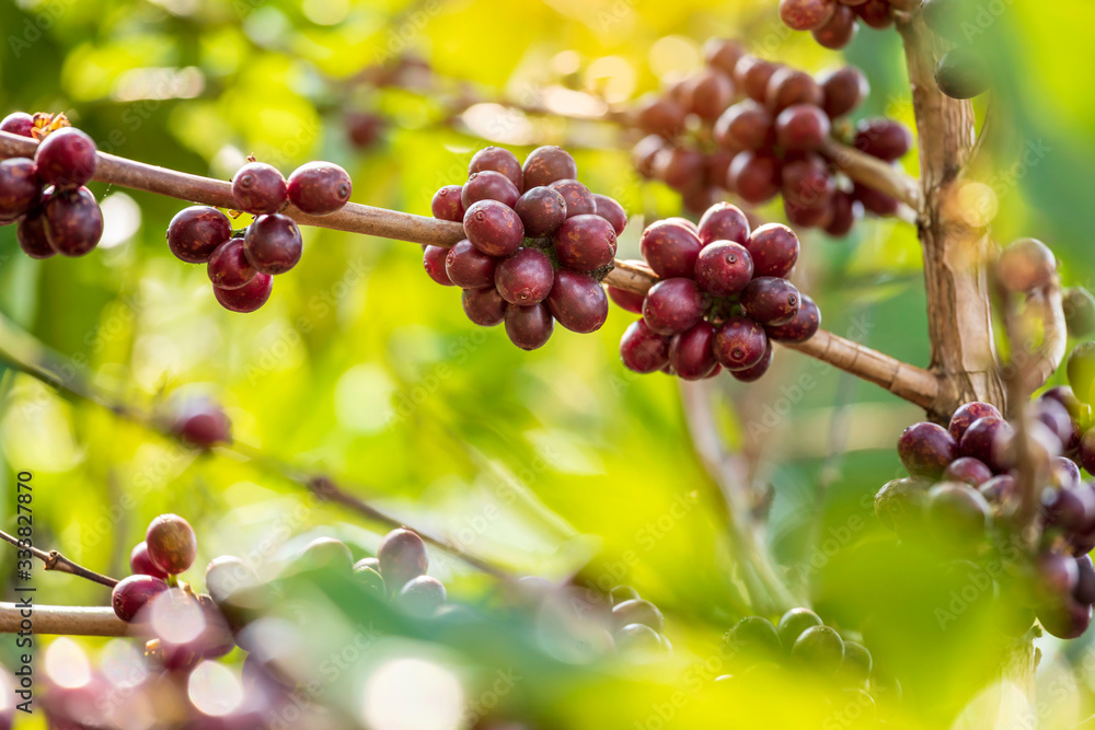 Close up view group of ripe coffee berries getting red on coffee tree branches at plantation Close up view group of ripe coffee berries getting red on coffee tree branches at plantation