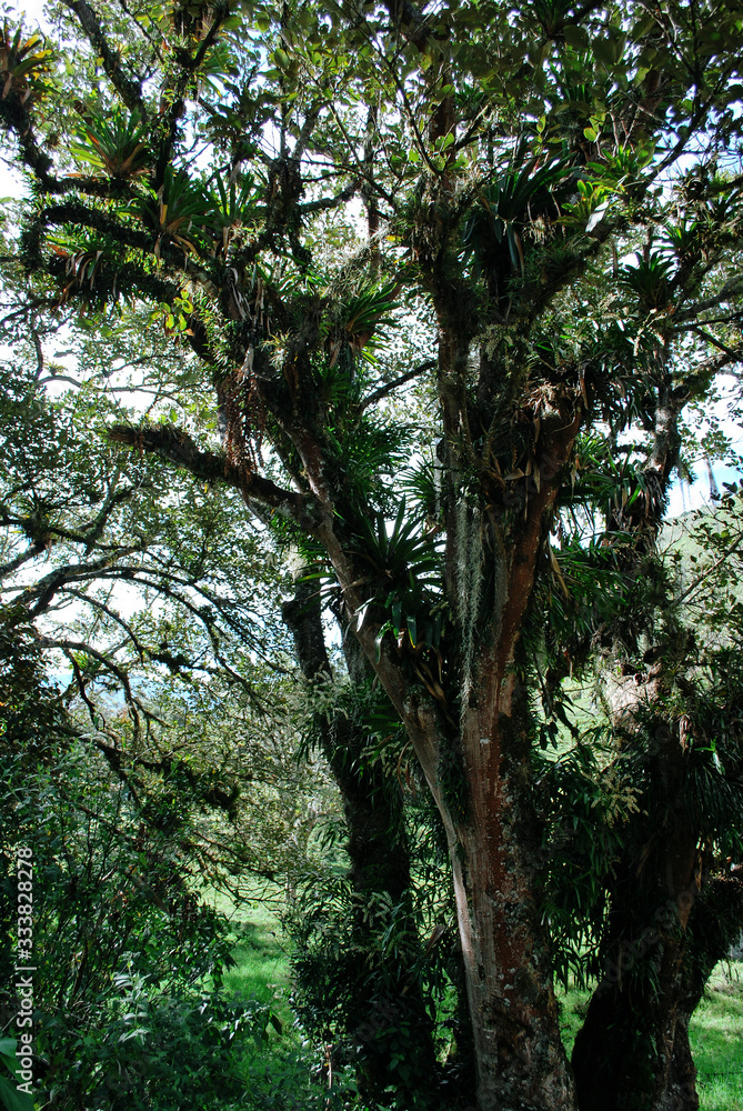 Colombian coffee process with beautiful landscapes Colombian coffee process with beautiful landscapes