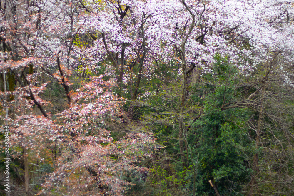 sakura sakura