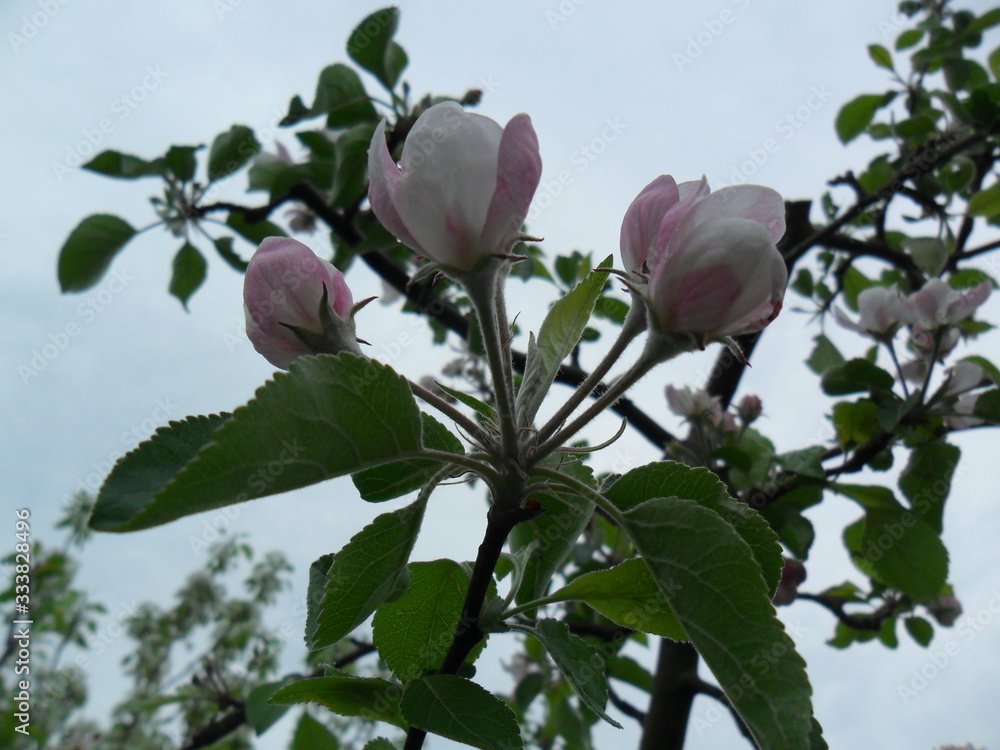 Fototapeta premium Apple blossom