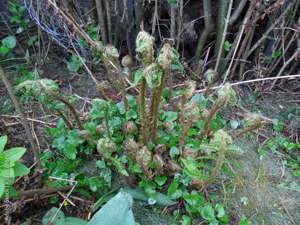 Fototapeta premium bracken