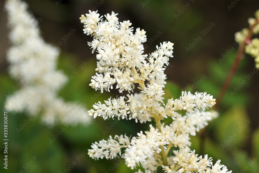 Astilbe branch white closeup. A fluffy branch is strewn with white flowers in the summer in the garden.