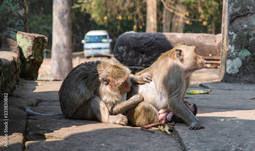 monkeys © Cruz Chen