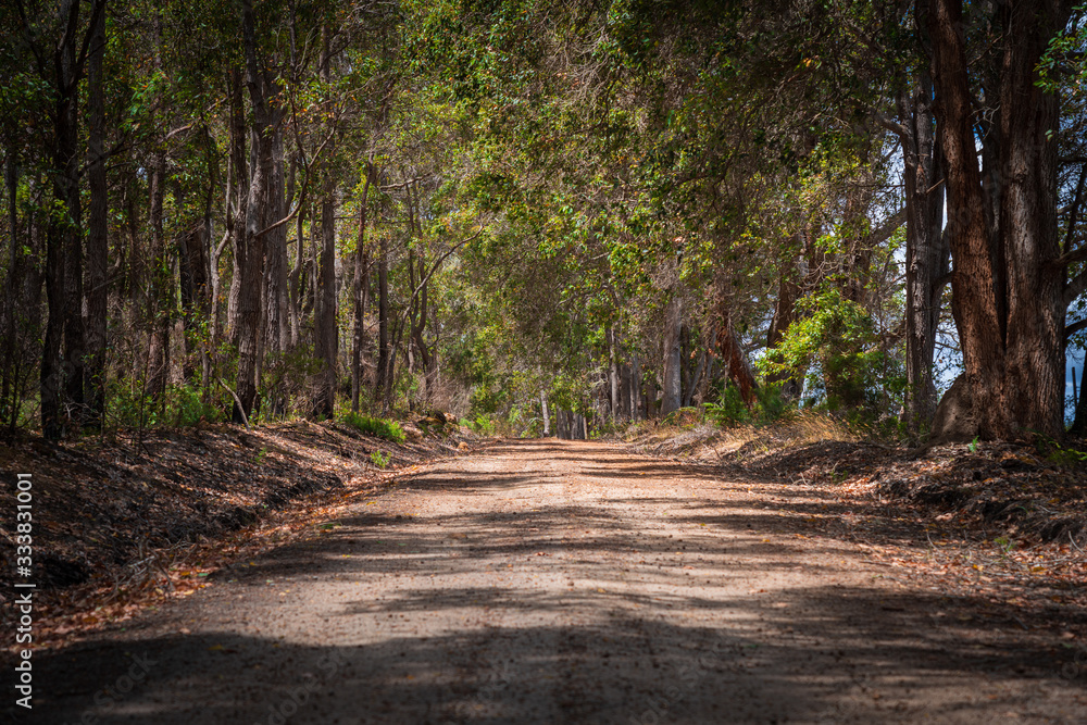 Naklejka premium Empty gravel road in the forrest
