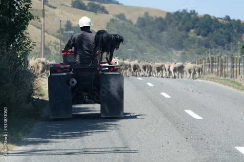 Sheep being driven to another paddock along a rural road in New Zealand