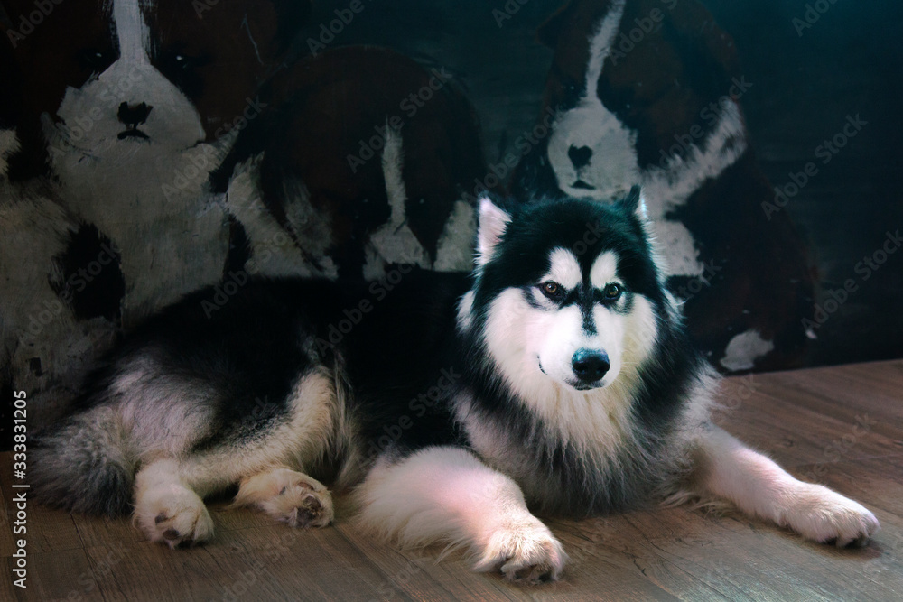 Portrait of smile Siberian Husky and Bernese Mountain Dog Portrait of smile Siberian Husky and Bernese Mountain Dog