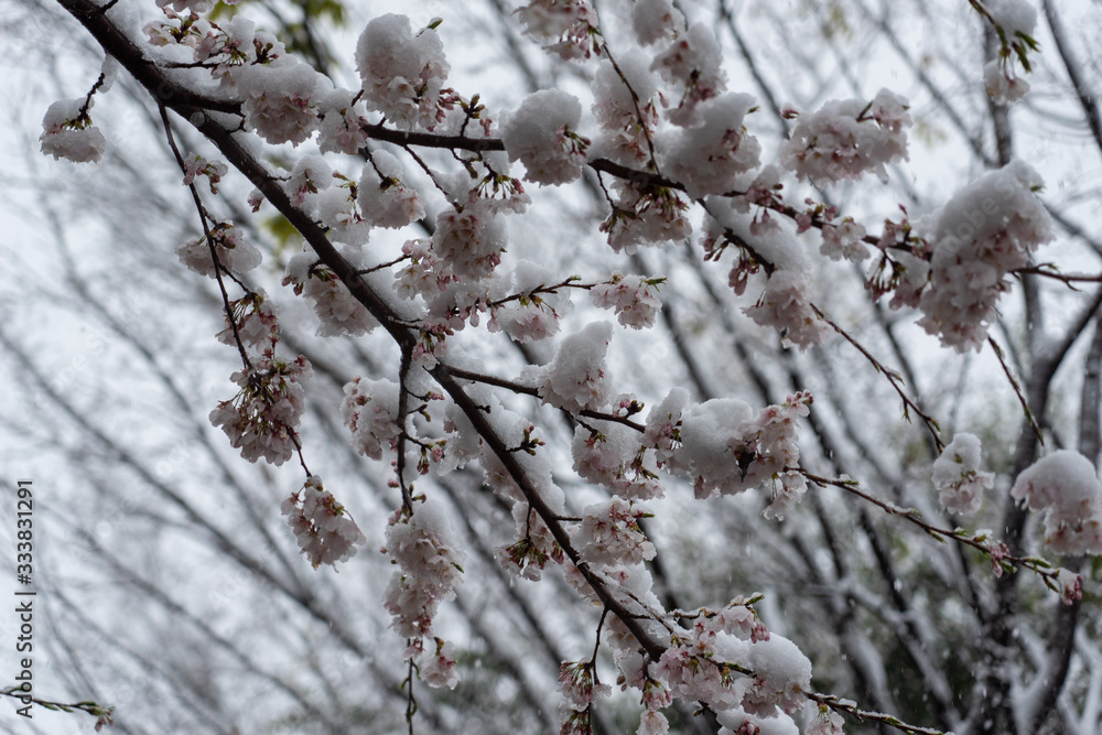 桜と雪