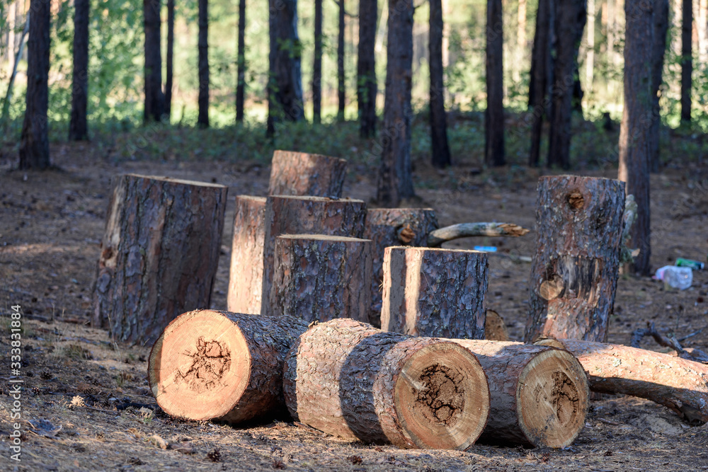 Thick pine firewood harvested for kindling the stove in the house lies in the forest. Thick pine firewood harvested for kindling the stove in the house lies in the forest.