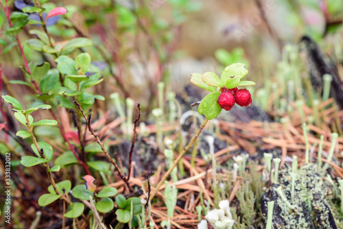 Ripe lingonberry growing on bush in taiga forest ready for harvest.