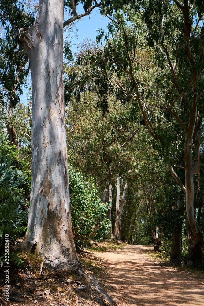 Fototapeta premium Caucasian men walking and exploring a trek trail in a forest