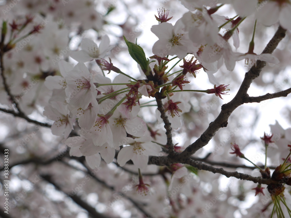 桜 桜