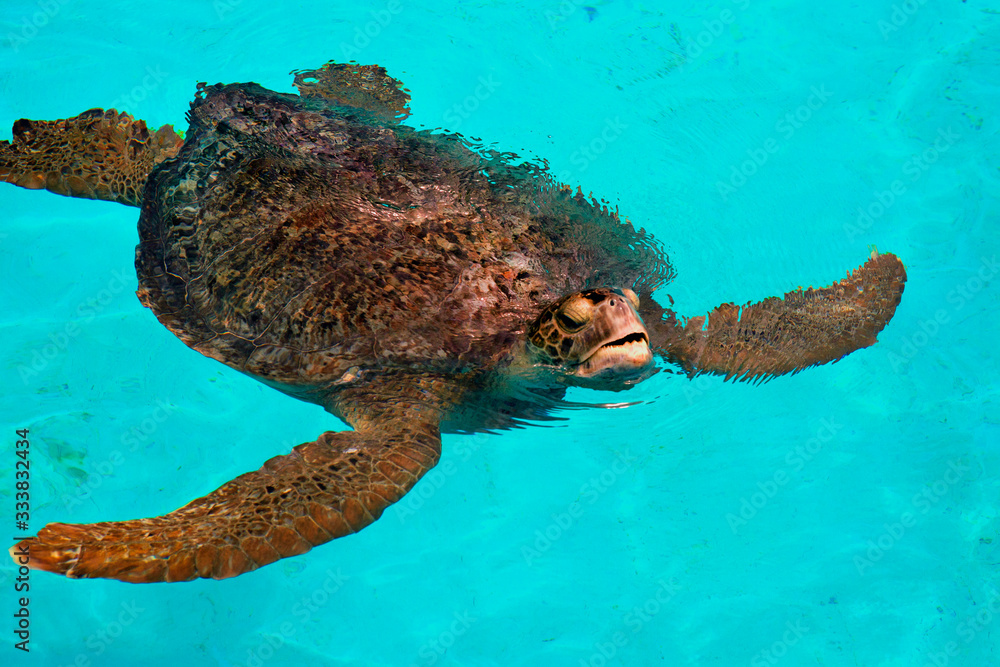 Fototapeta premium Sea Turtle swimming in clear water