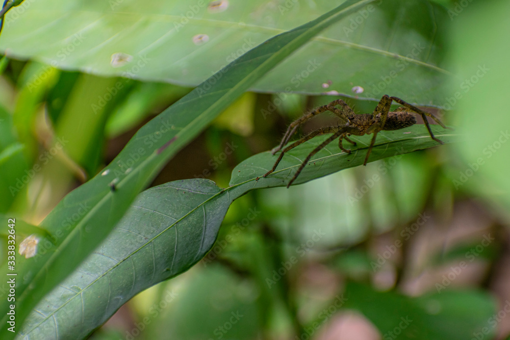 Fototapeta premium spider on a leaf