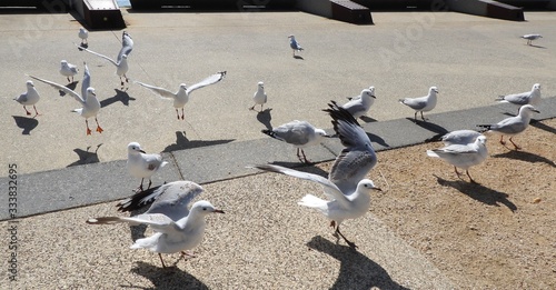 Seagulls gather to feed