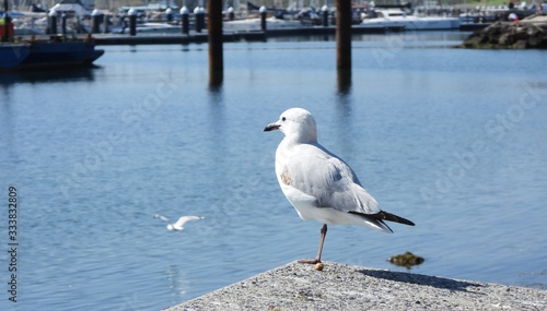 Seagull on the pier watches other seagull fly