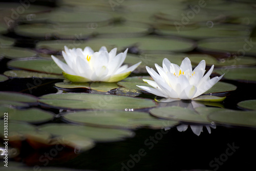 variety of Lotus in the pond