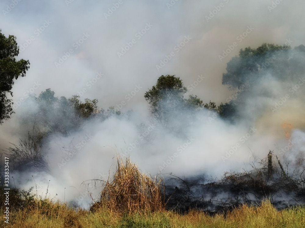 Dirty smoke.,smoke and fire., Controlled burning of vegetation. Dirty smoke.,smoke and fire., Controlled burning of vegetation.
