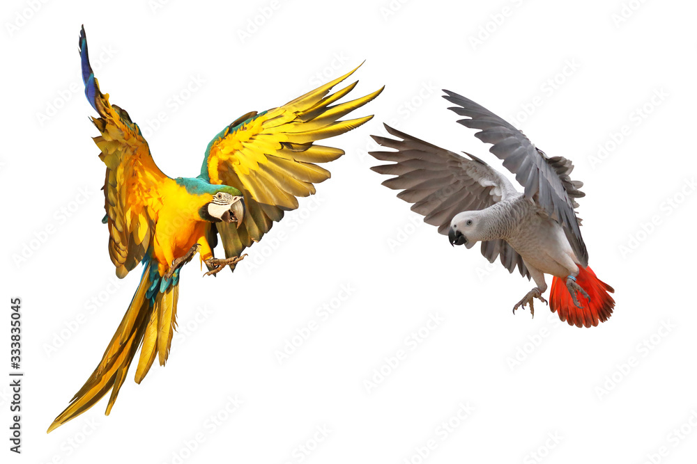 Obraz premium Beautiful parrots flying isolated on white, Blue and gold macaw and African gray parrot