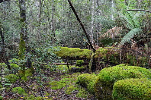 Hike through the Tasmania jungle surrounded by green nature