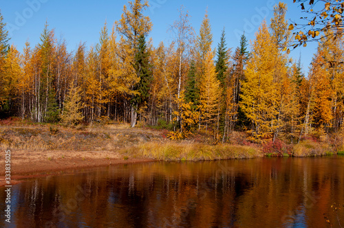 Yellow river slow flowing across the fall forest with reflections of trees such as pine, birch, larch and grass in the water. Autumn on the north with blue sky above. Brown sand banks