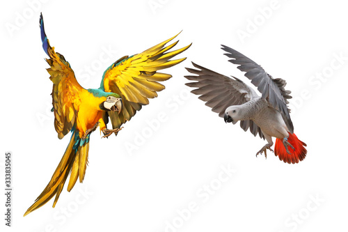 Beautiful parrots flying isolated on white, Blue and gold macaw and African gray parrot